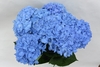 PIMPERNEL BLUE